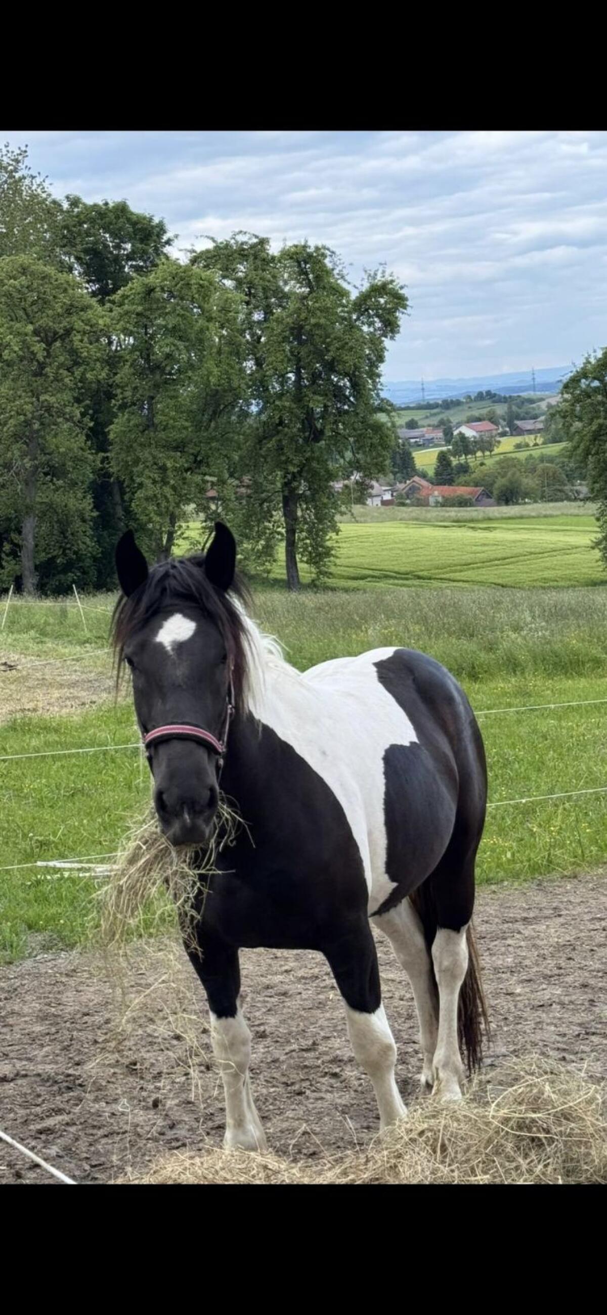 3-jährige Noriker-Scheckstute 3