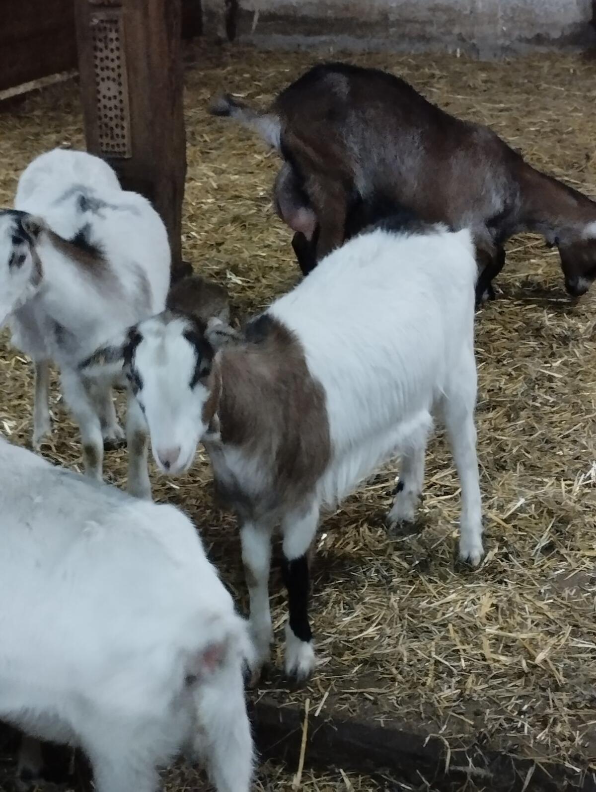 Steirische Scheckenziegen 2