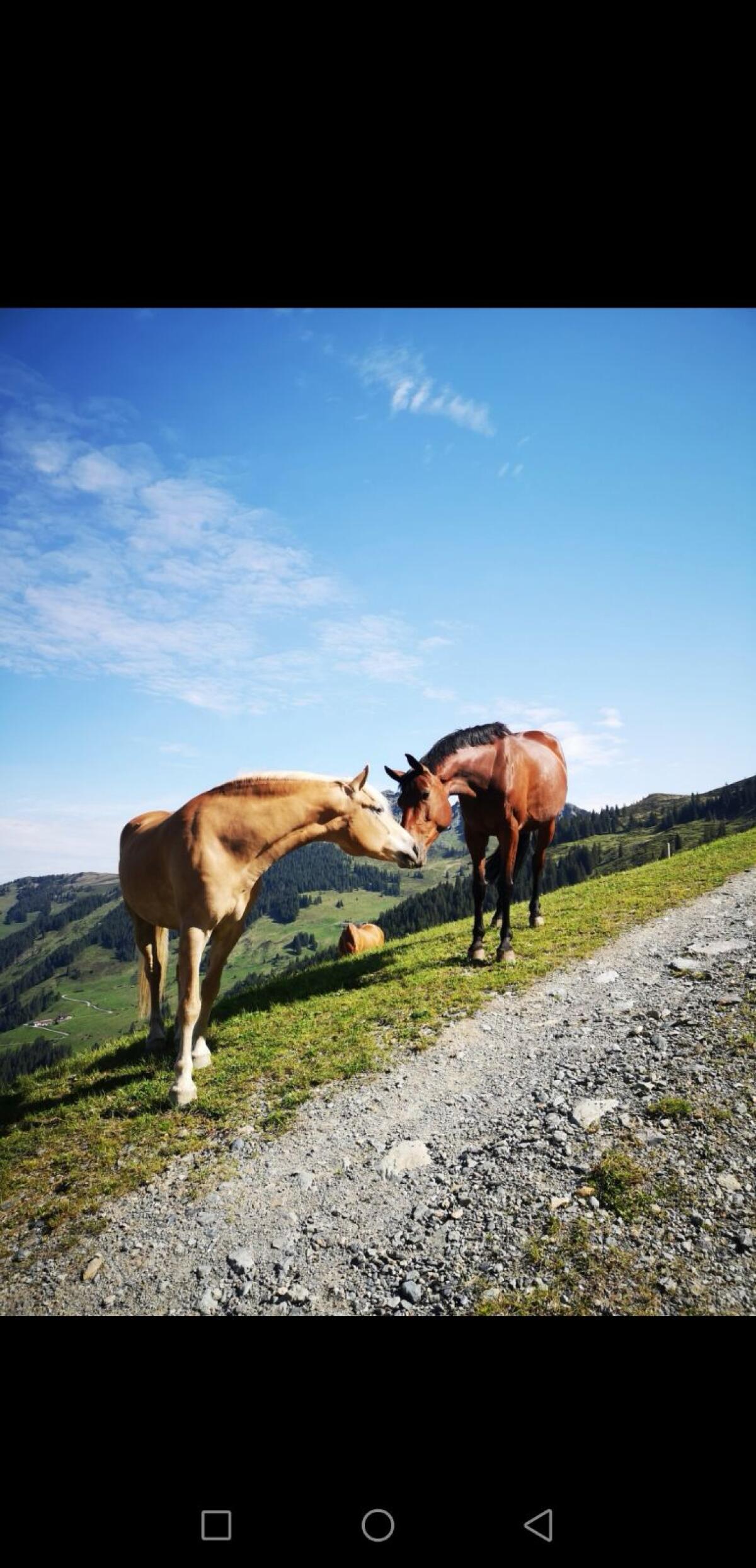Almplatz für Pferde 2