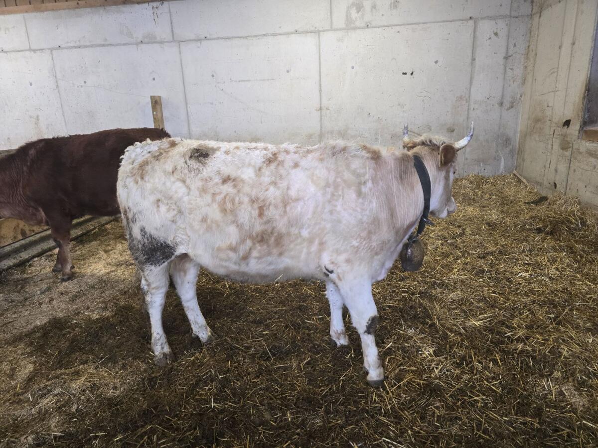 Bio Kalbin trächtig 2