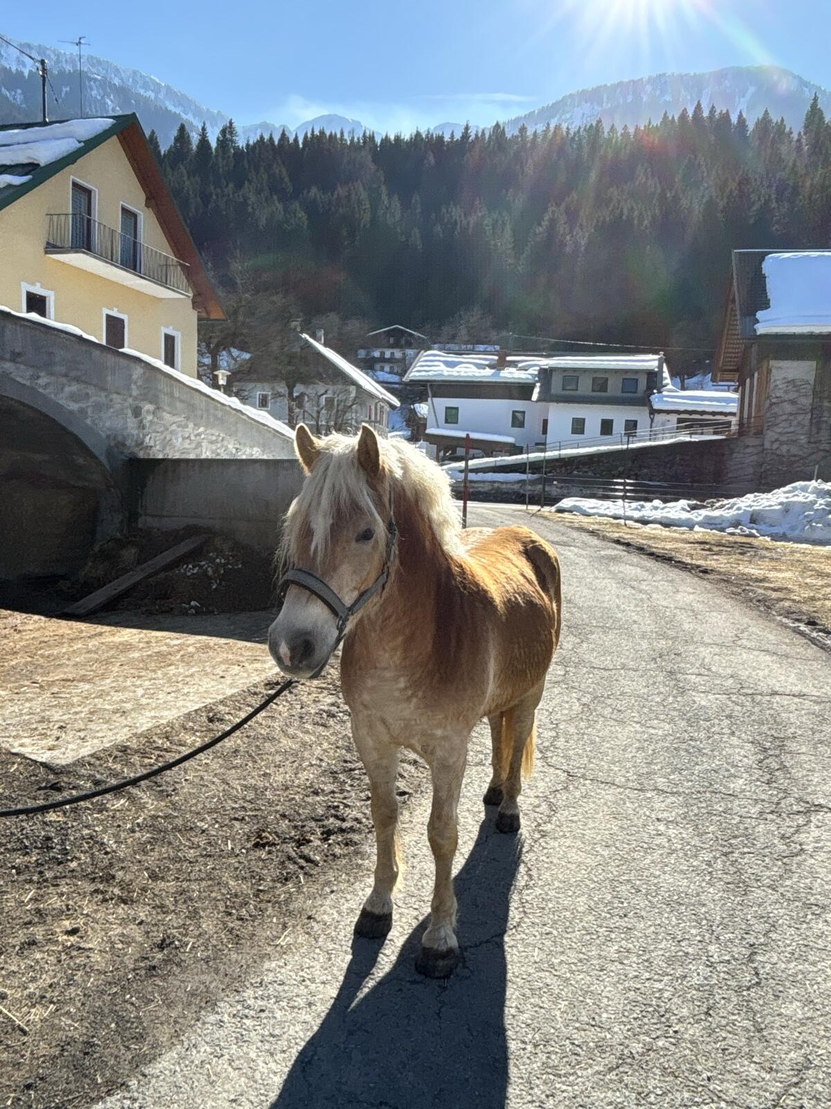 Haflingerwallach Santino 2