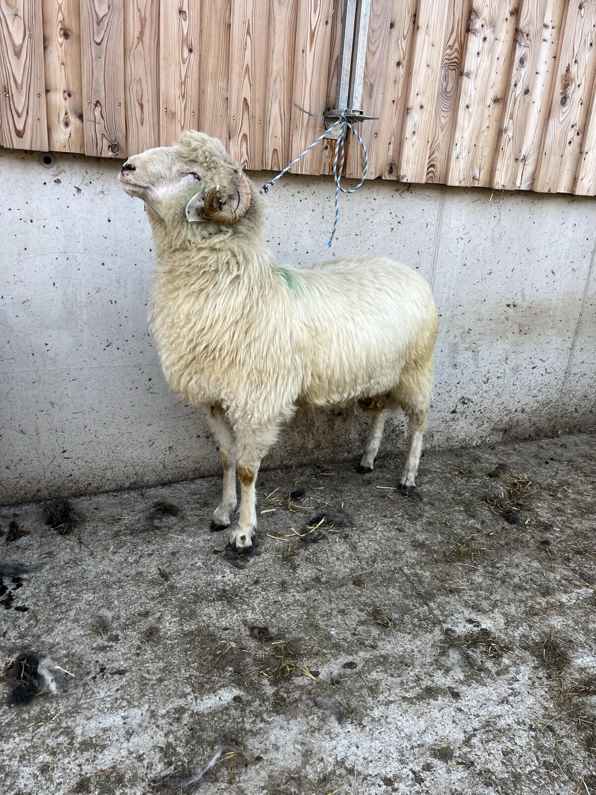 Tiroler Steinschaf Widder weiß 3