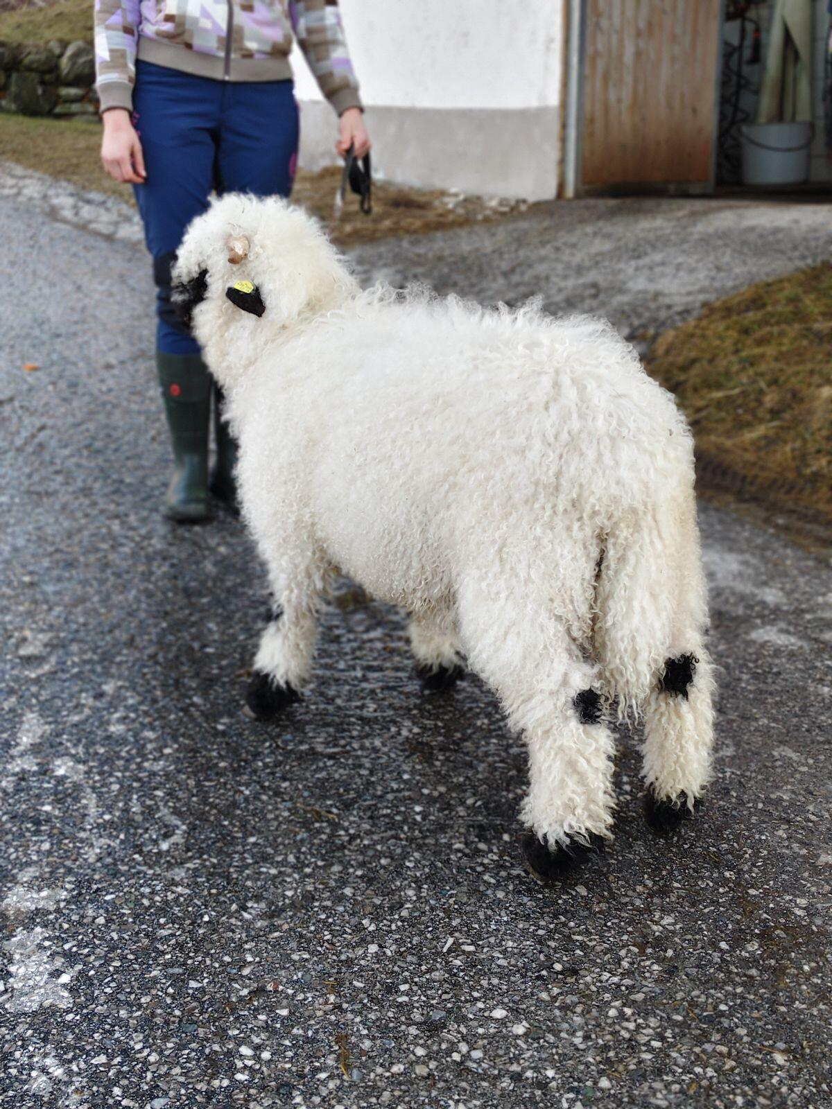 Walliser Schwarznasen Lamm 3