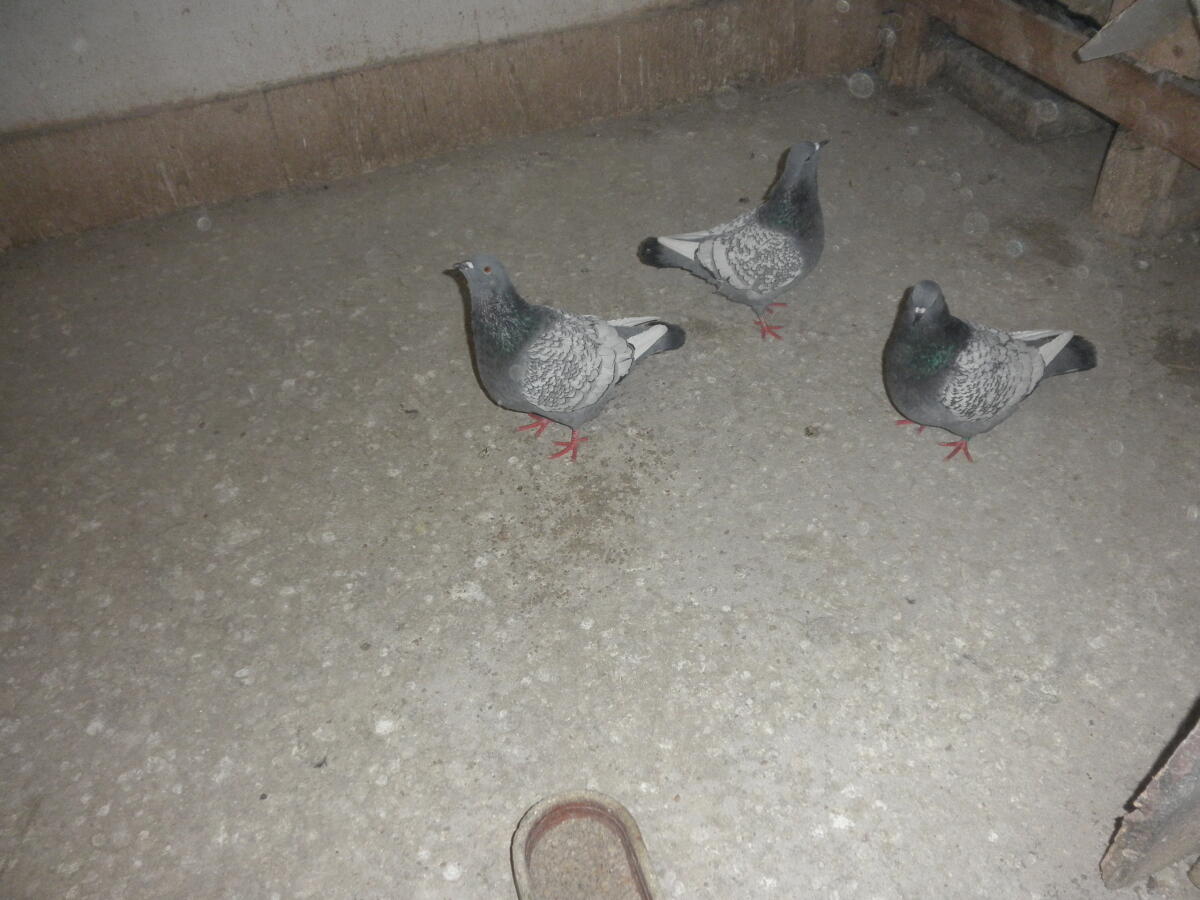 Luchstauben geschuppt 2