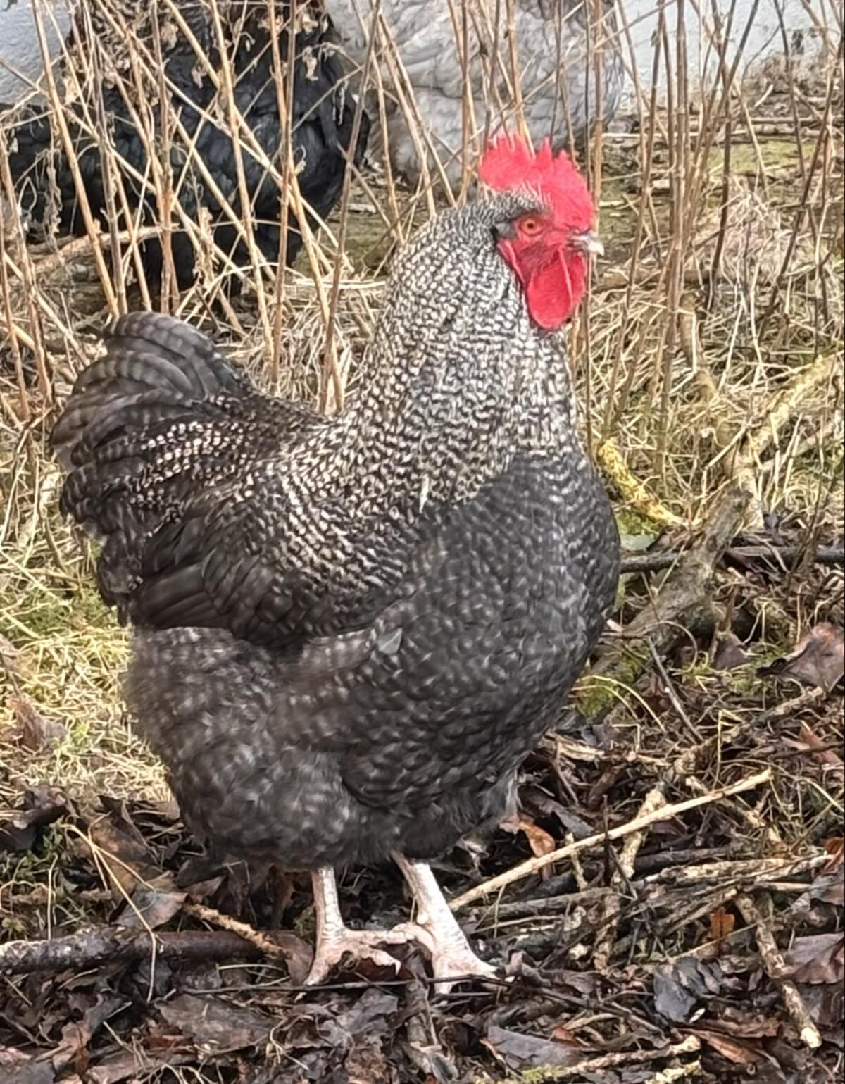 Orpington Mischlingshähne 2