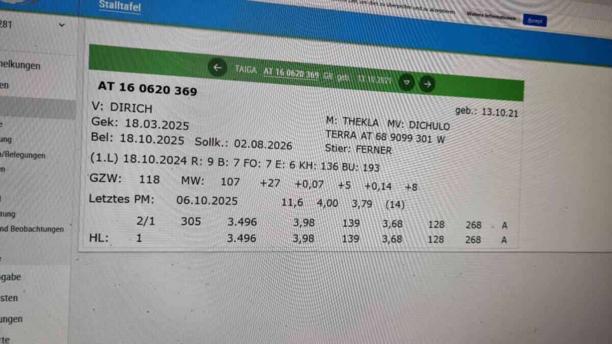 Tiroler Grauviehkuh Bio 2