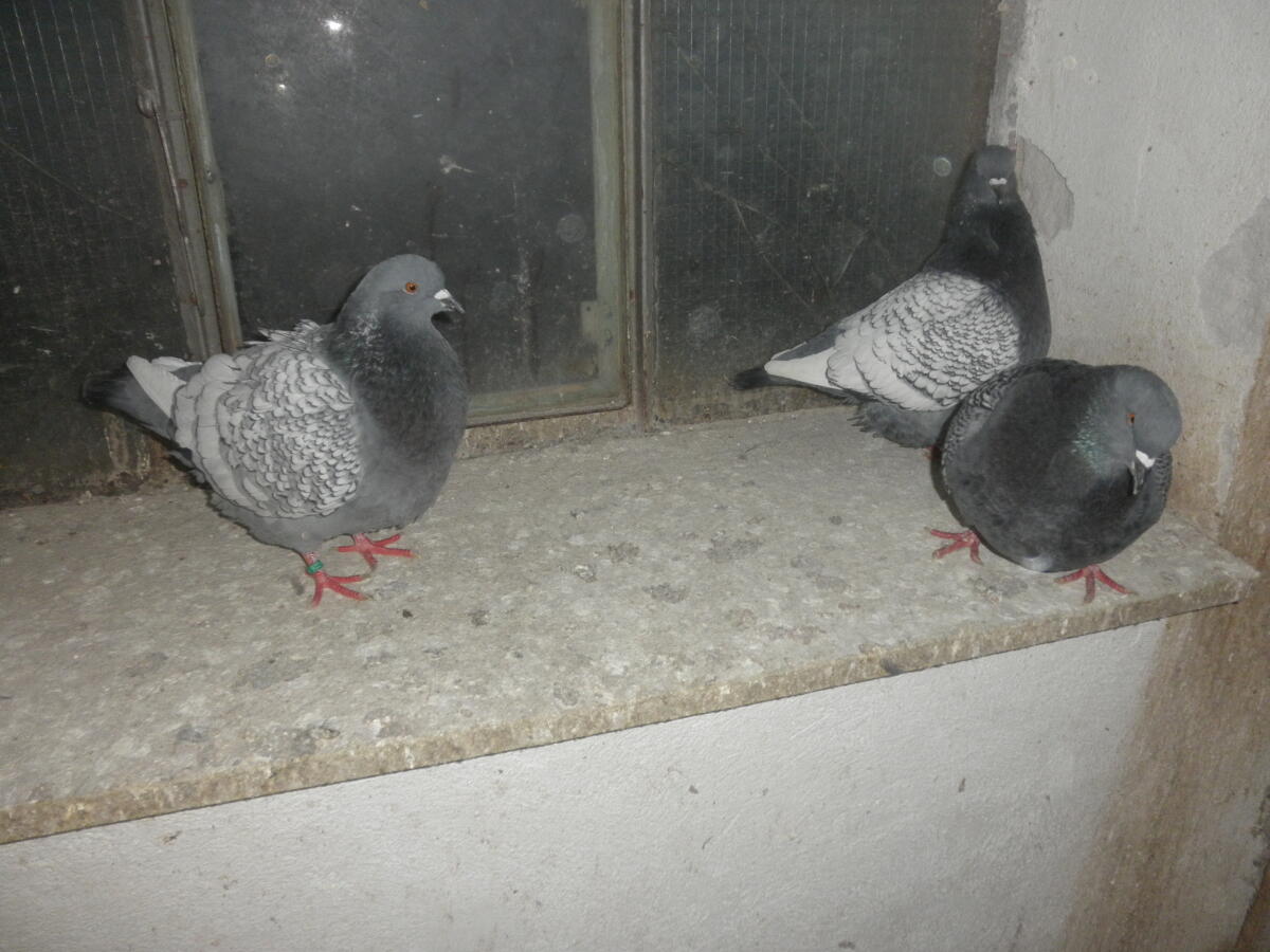 Luchstauben geschuppt 3