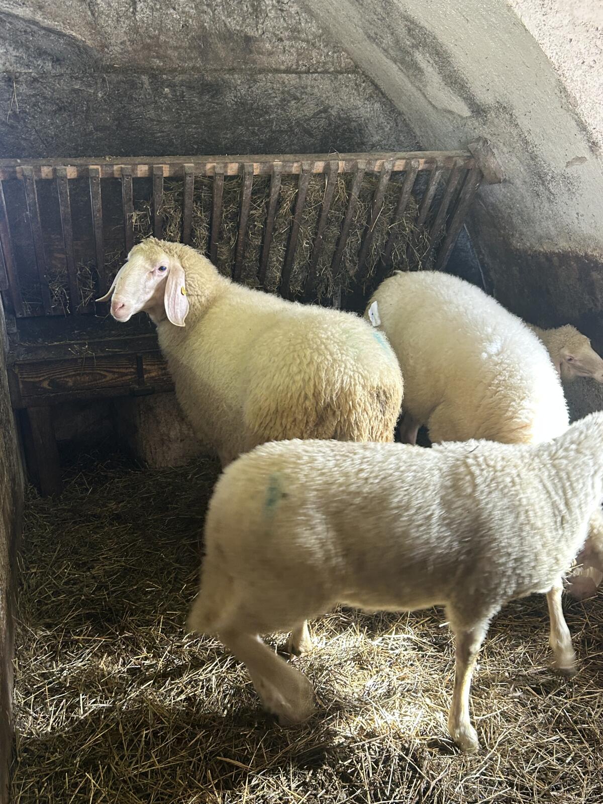 Schafe zu verkaufen 2