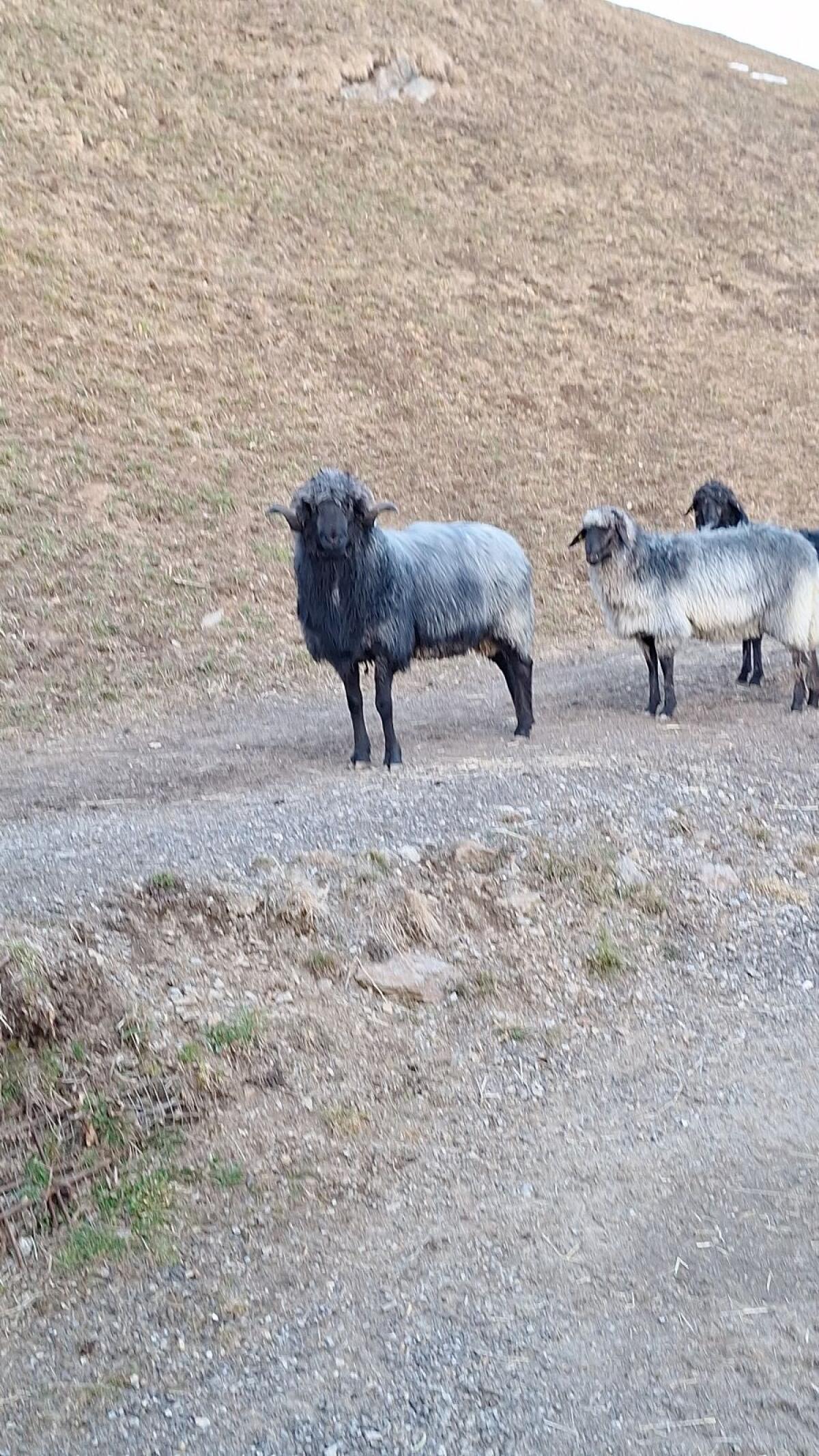 Tiroler Steinschafwidder 3