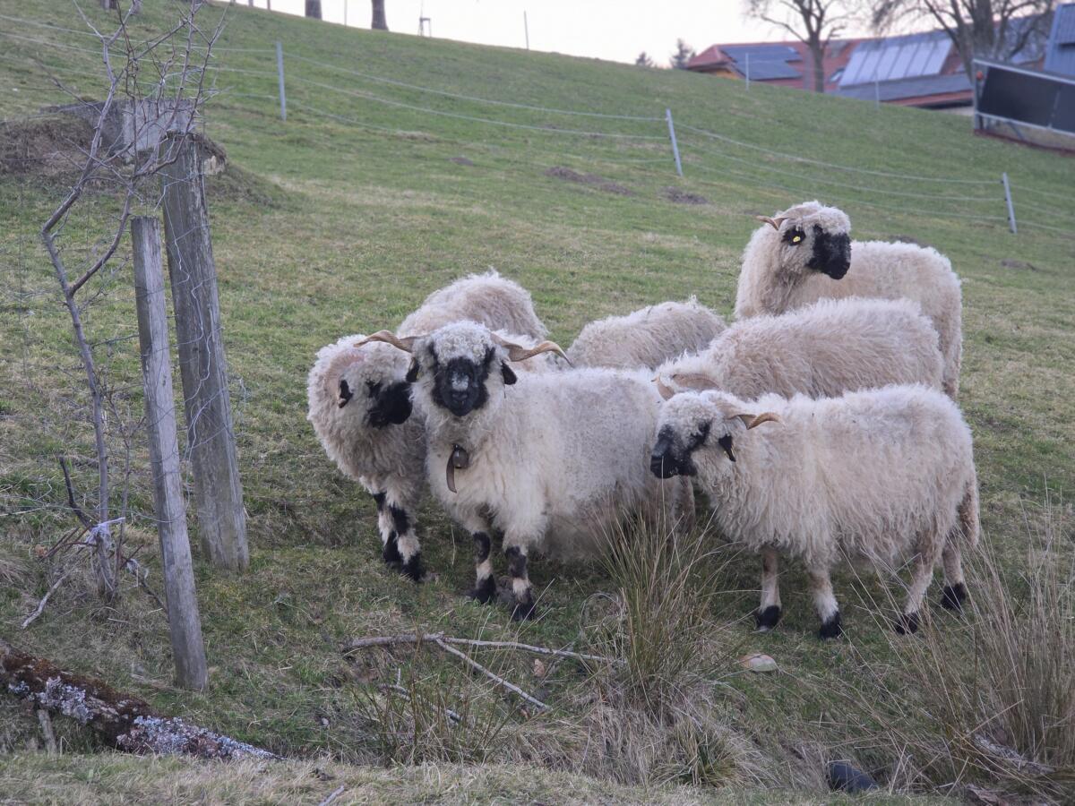 Walliser Schwarznasen Schwarznasenschafe 2