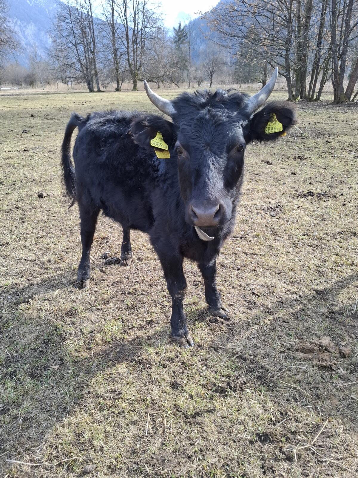 Dexter Kalbin tragend 2