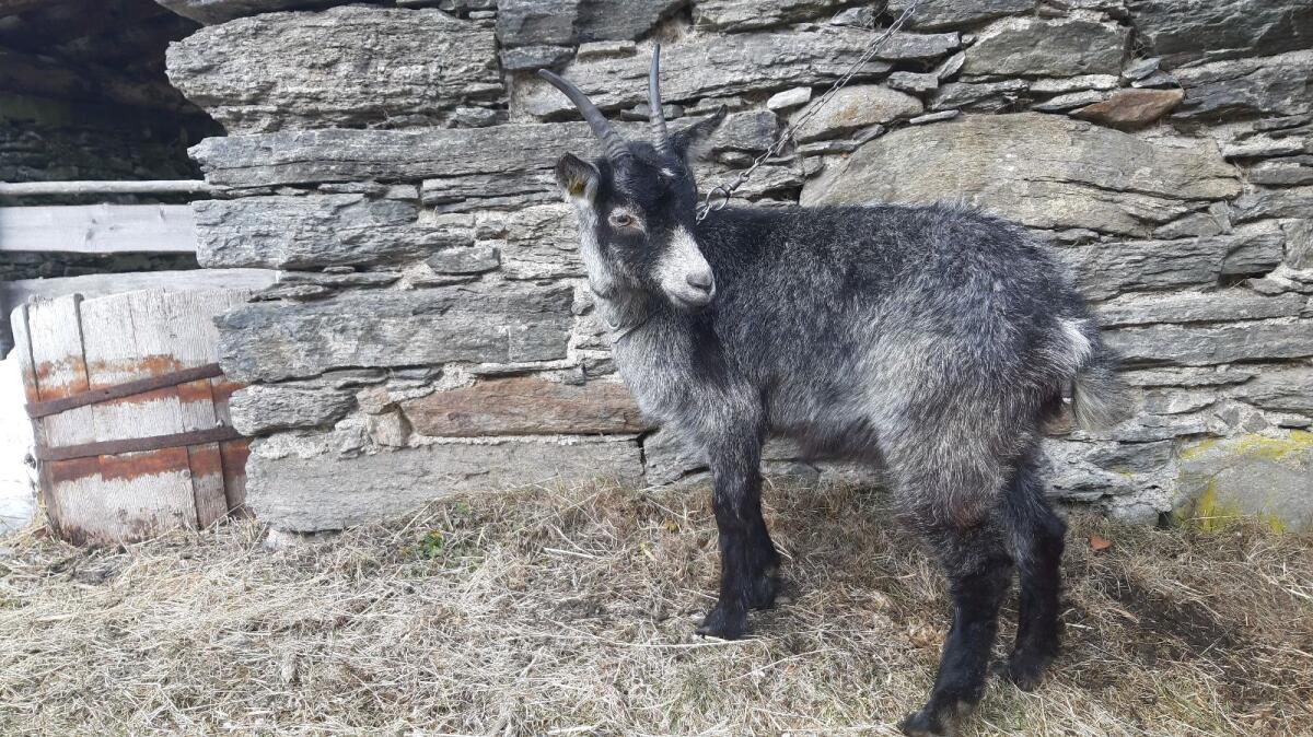 Blobe Kitz Hb fähig 2