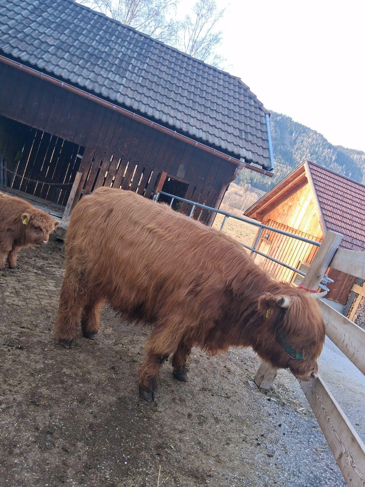 Hochlandrind Bio Kalbin 2