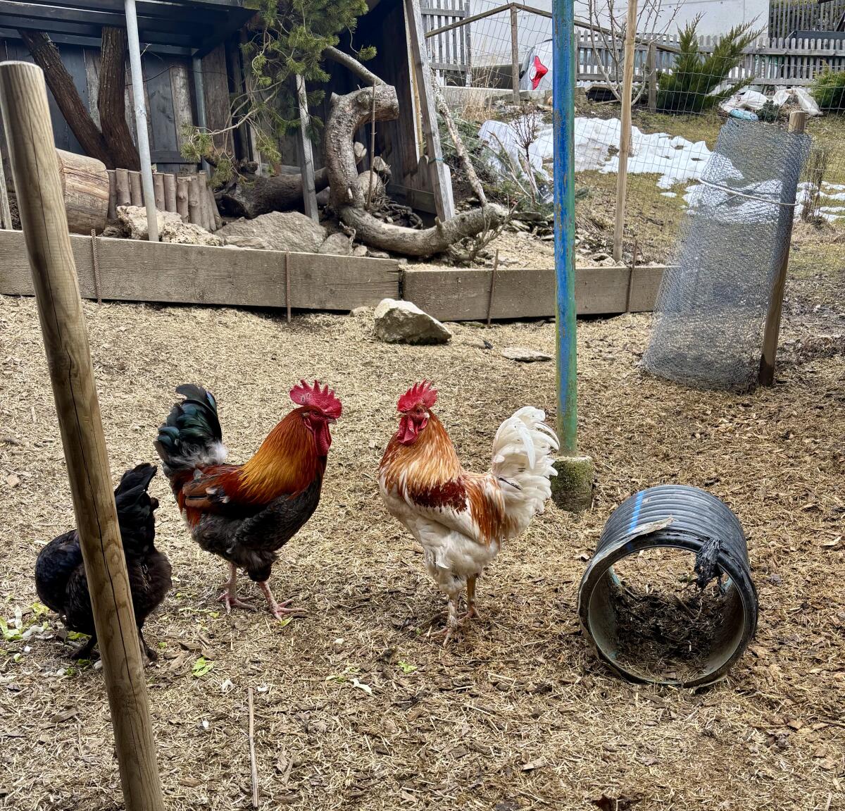 Marans Mix Hähne 3