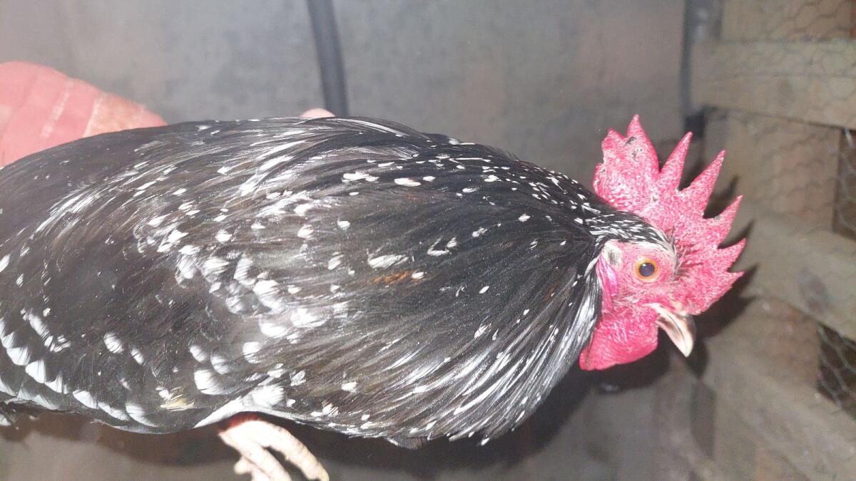 Steinpiperl-Hähne und Mischlinge 2