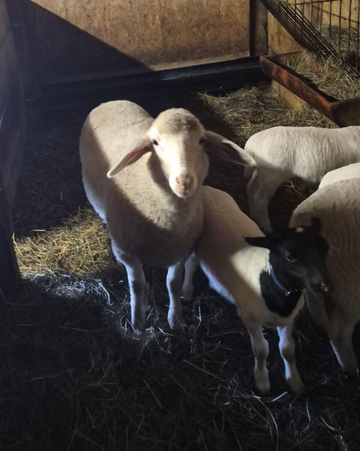 Mischlingslämmer (Bio) 3