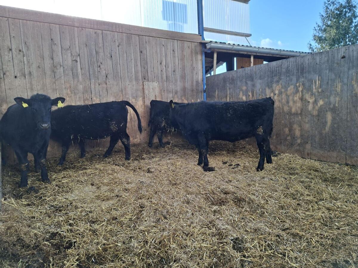 Angus-Kalbinnen mit Herdebuch 2