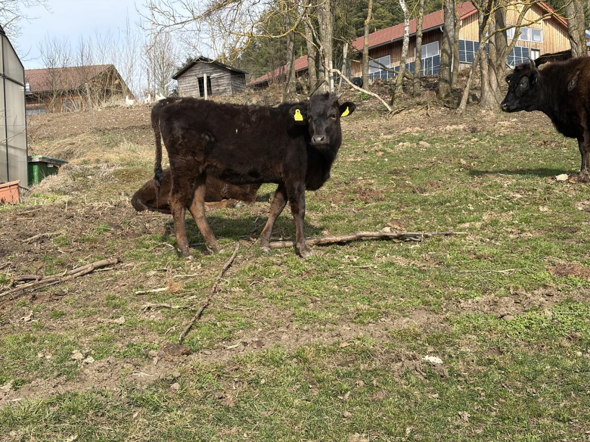 Bio-Wagyu-Rinder 3