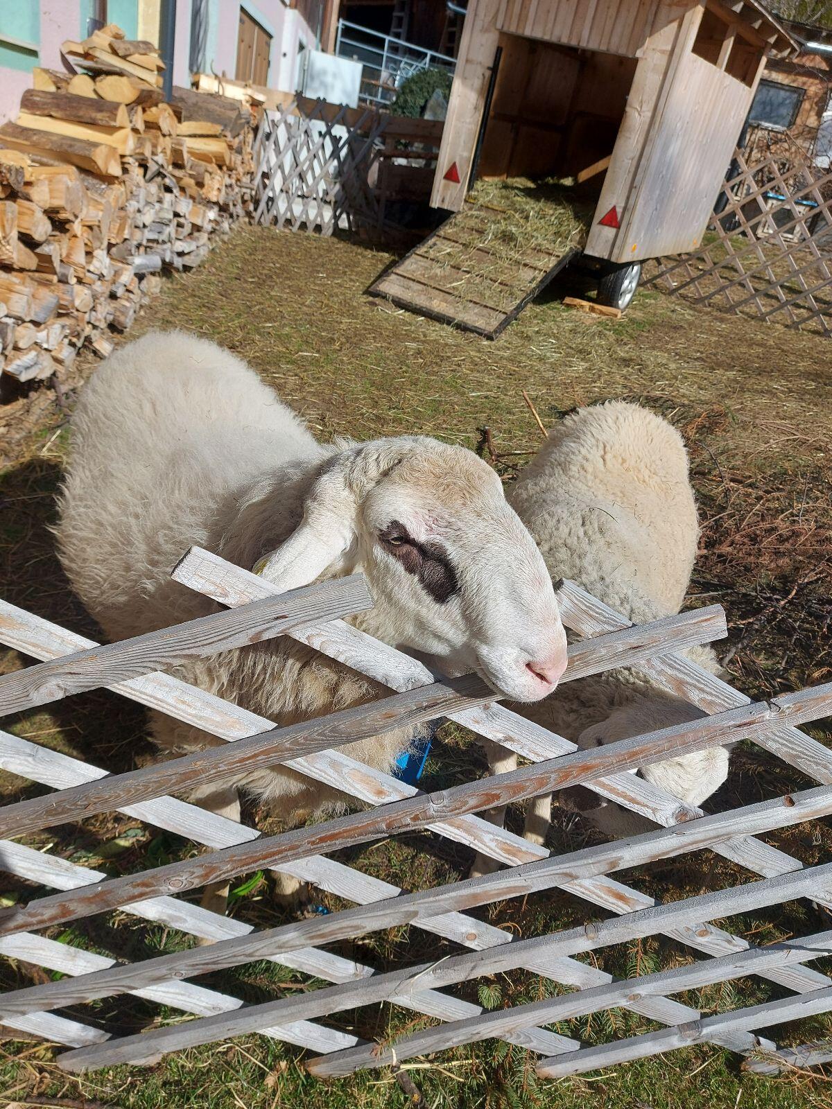 Kärntner Brillenschaf Widder 3