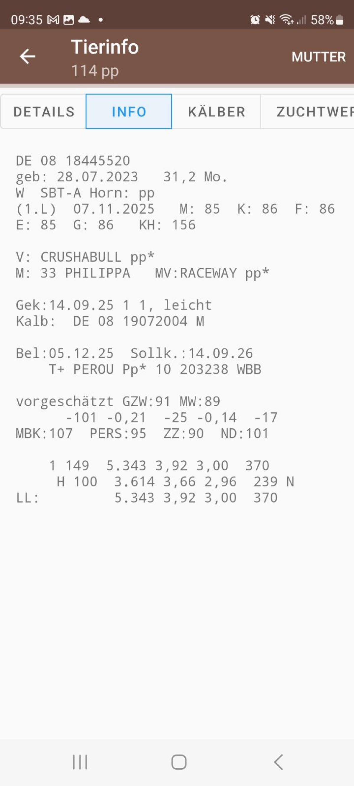 Verkauf Holstein Färse tragend 2