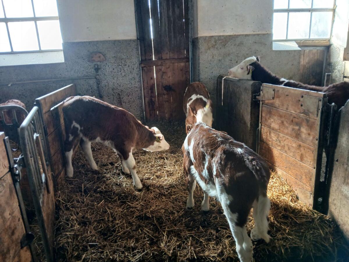 Bio Fl. Kuhkälber 2