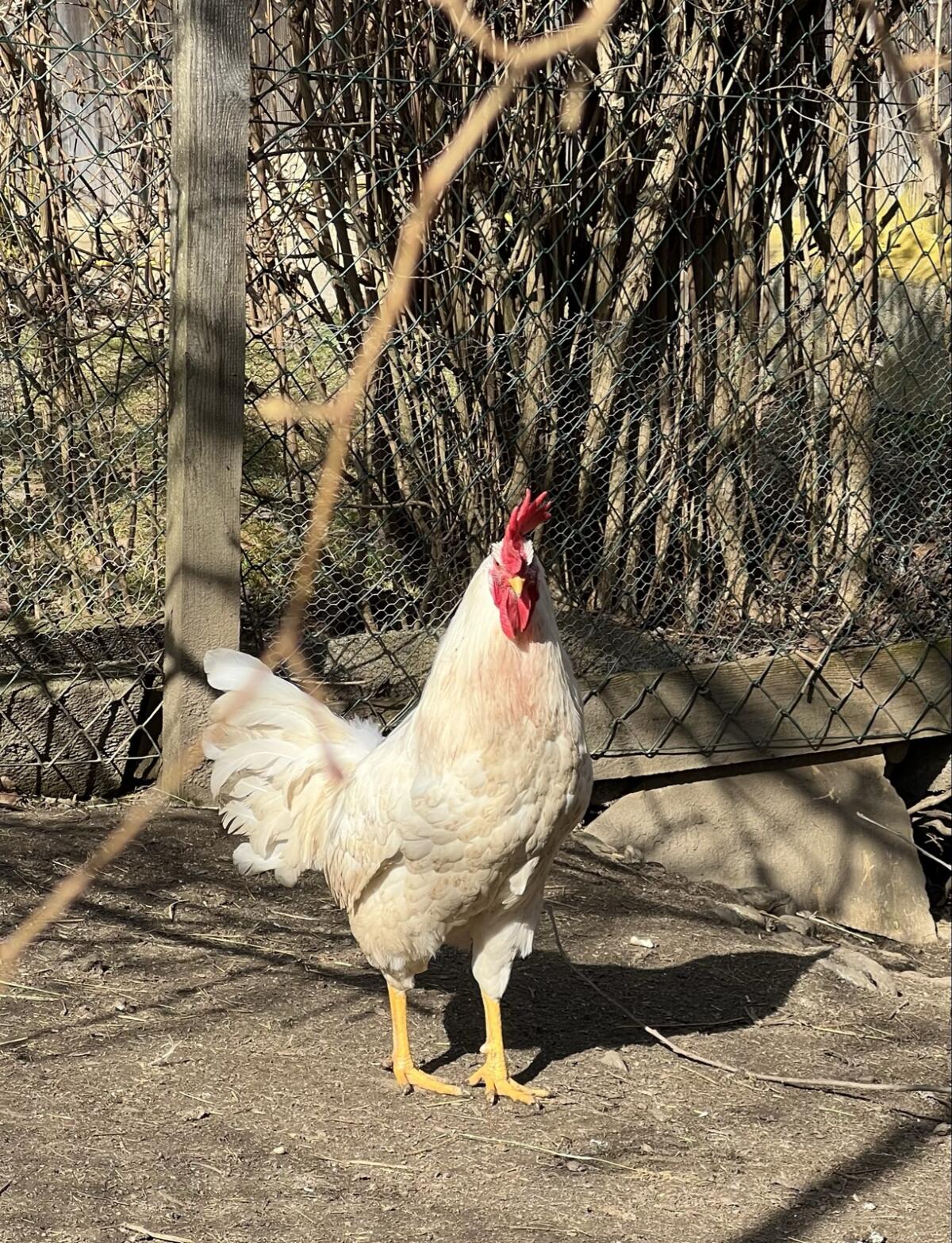 Hahn zu verschenken 2