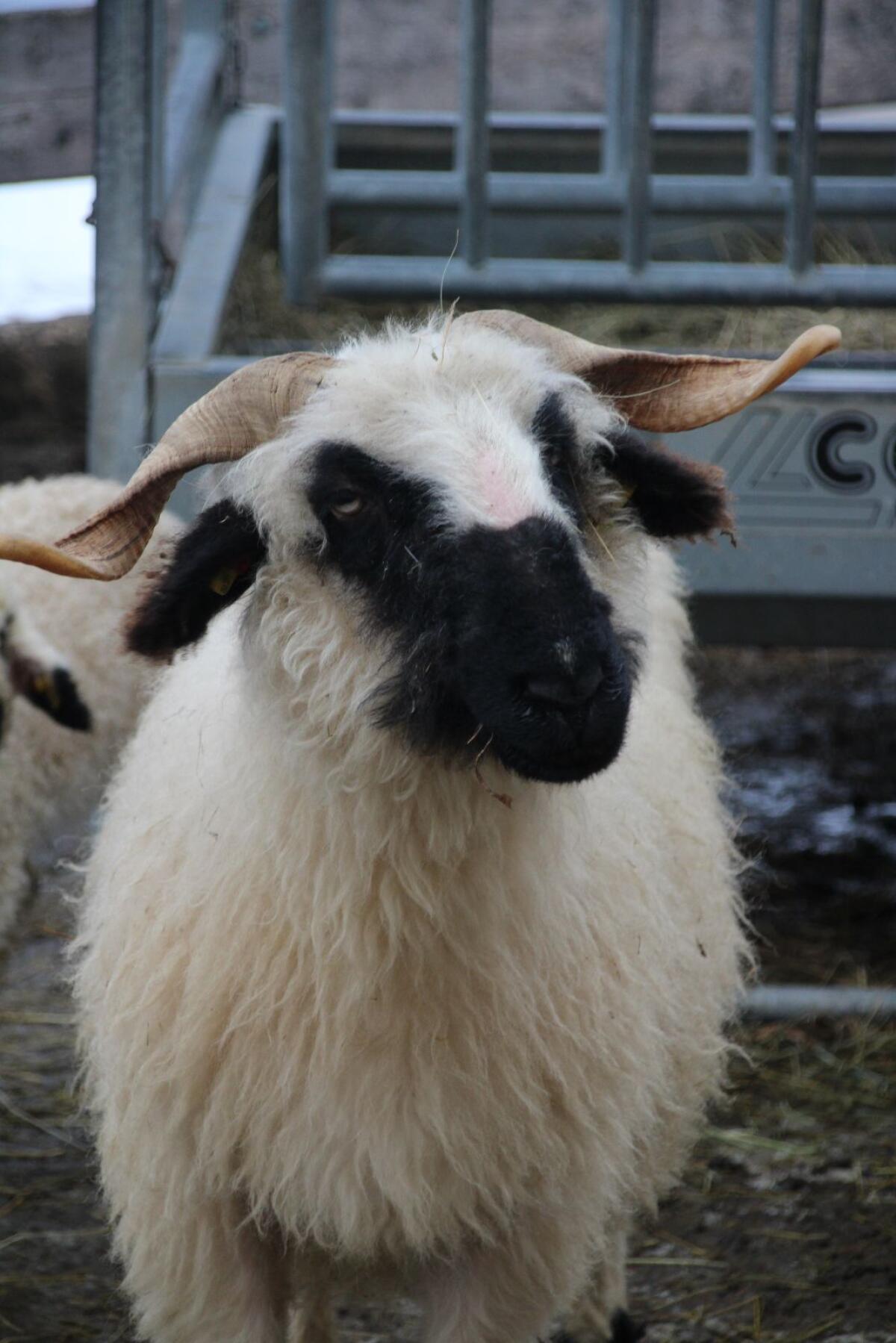 Walliser Schwarznasenaue mit Lamm 2