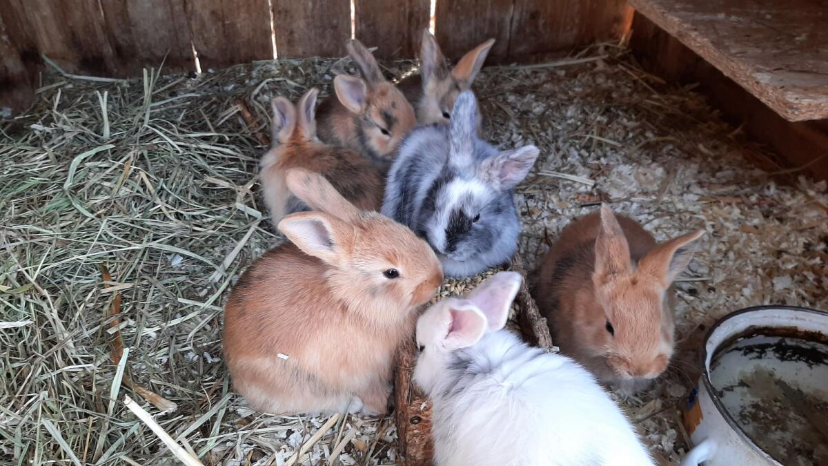 Deutsch Großsilber Mix Kaninchen 2