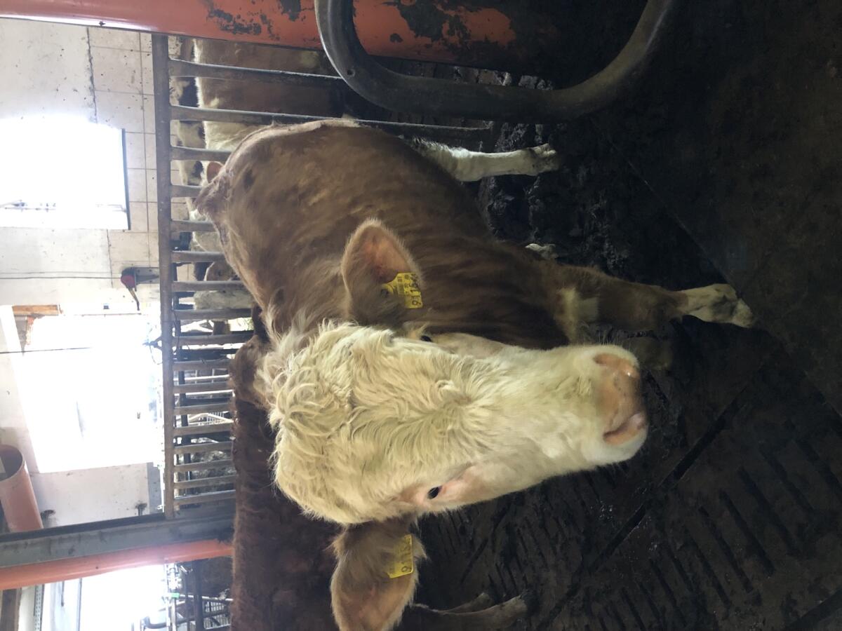 Fleckvieh Jungstier 3