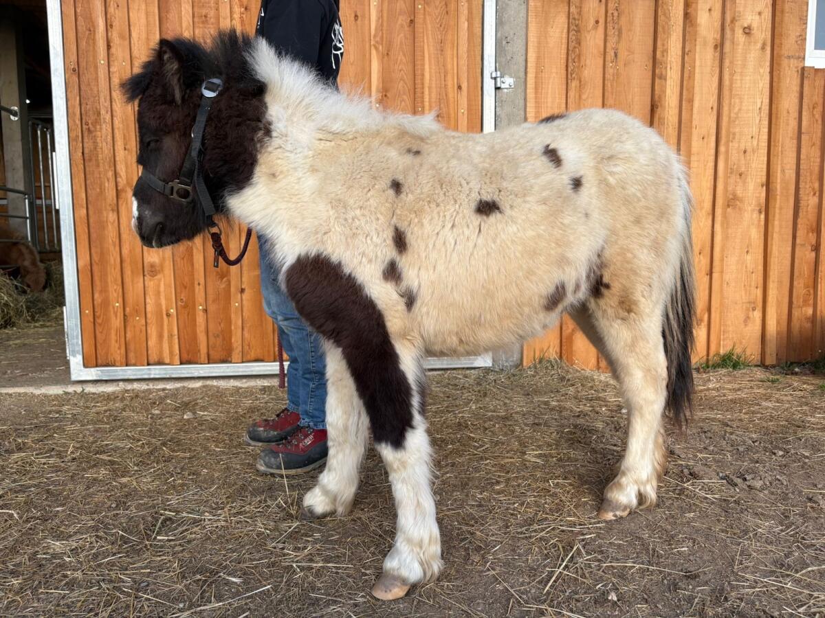 Mini Shetty 3