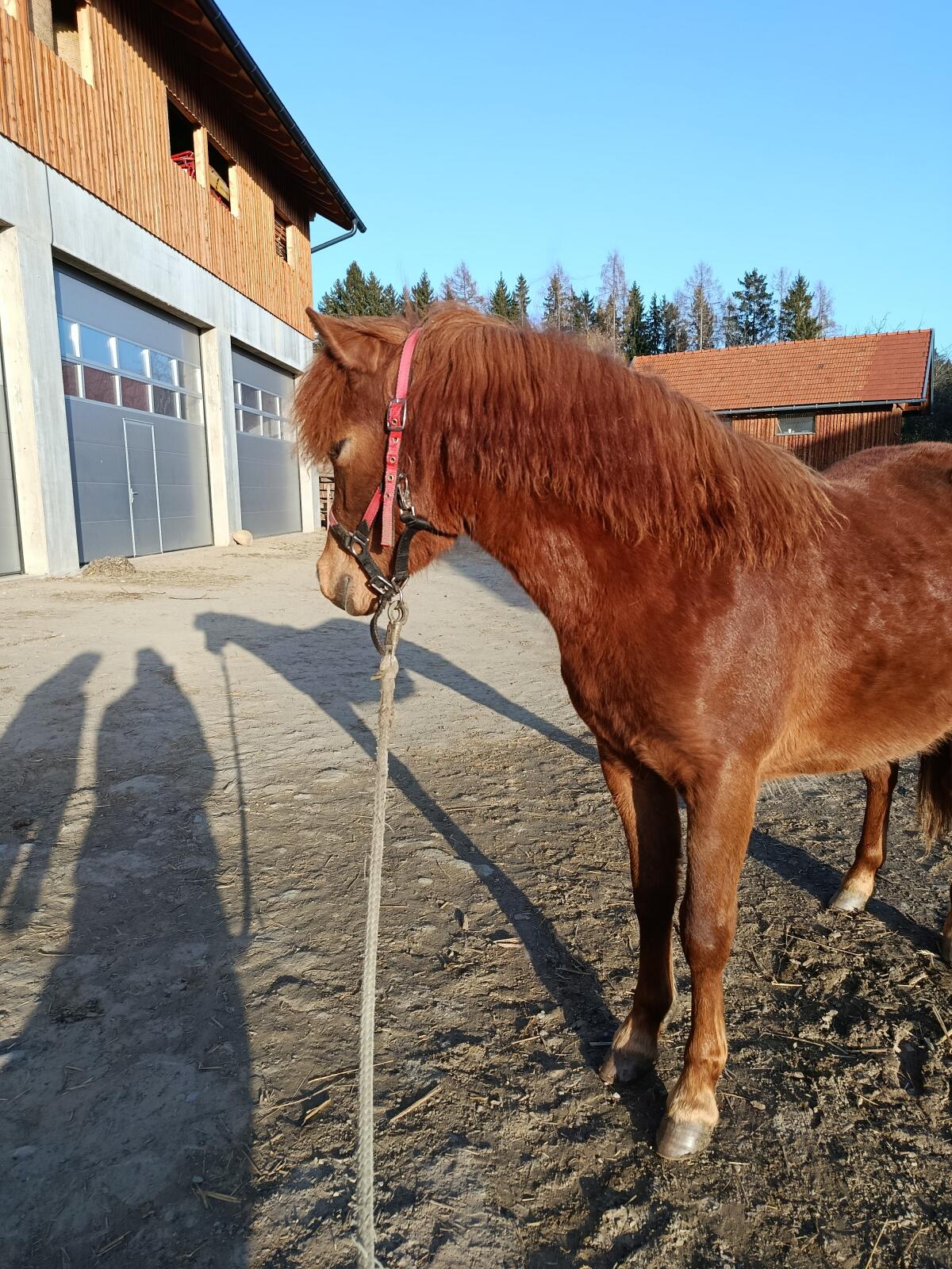 Welsh A Jährlings-Stute 2