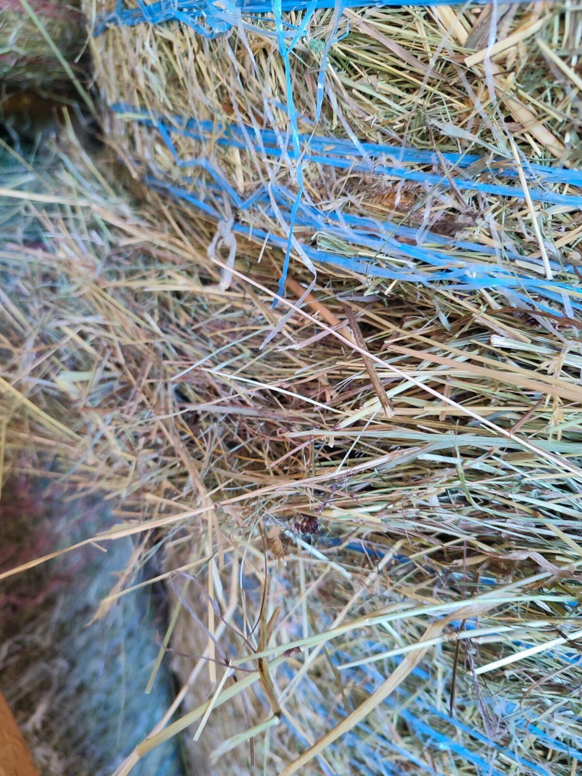 Heu, Standort Voitsberg 3