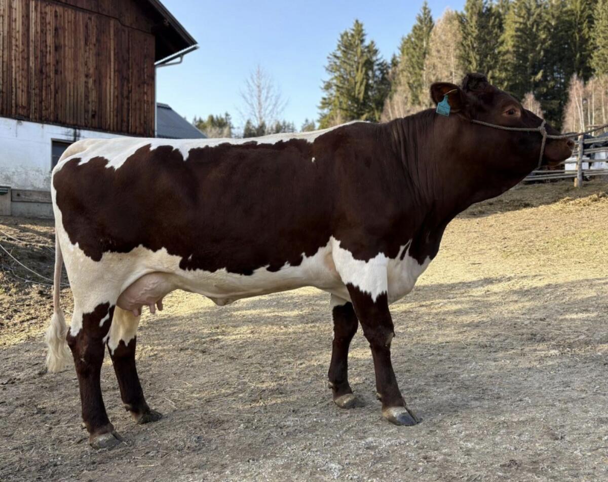 Original Bio Pinzgauer Kuh 2