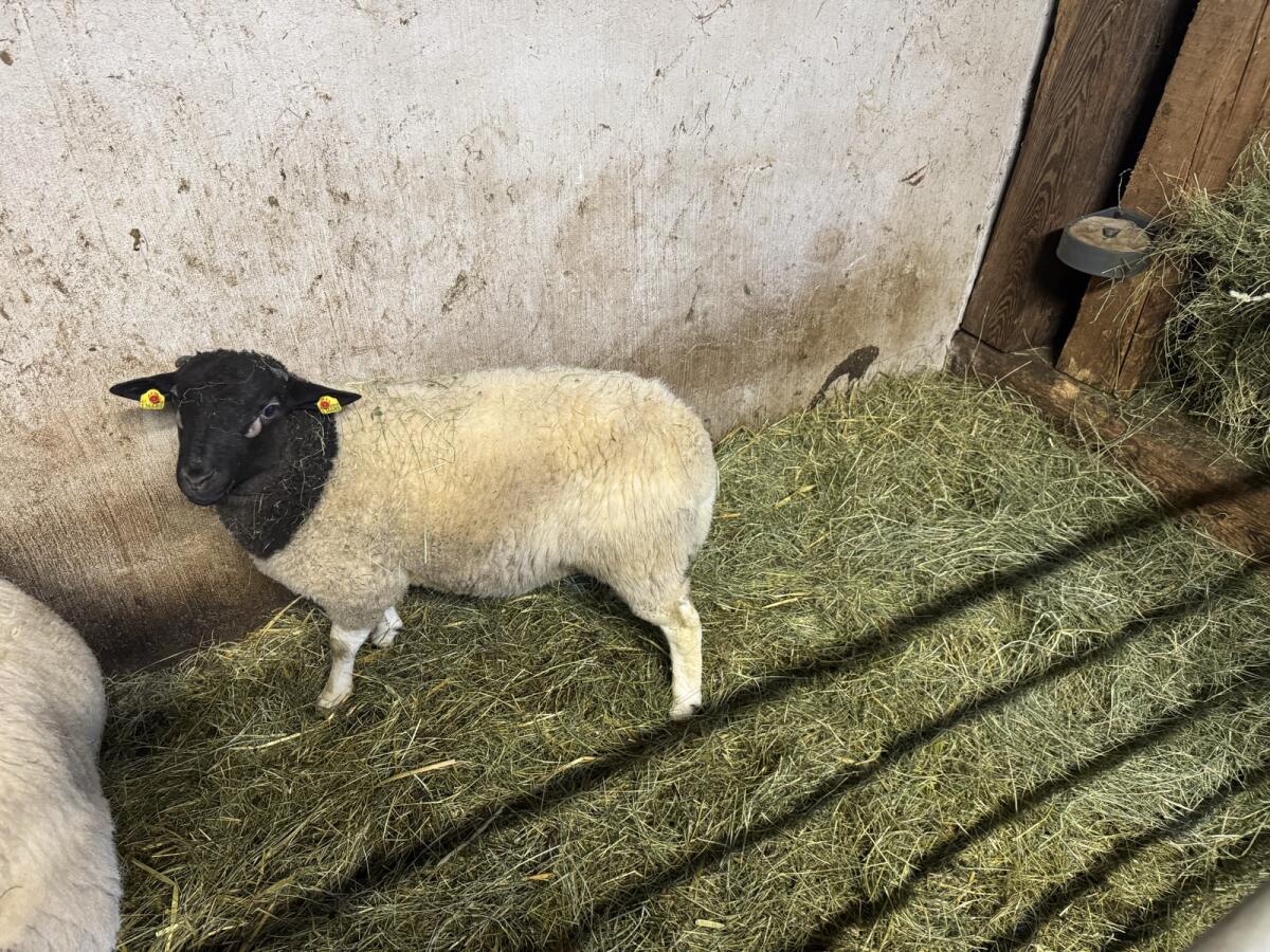 Dorper Widder Hb fähig Bio 2