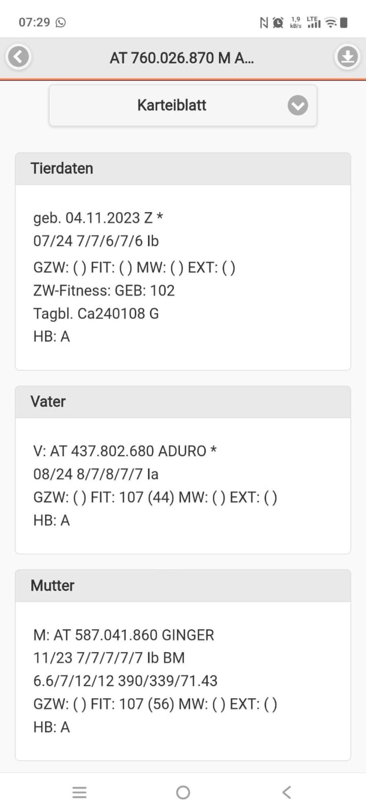 HB Tauernscheckenbock 3