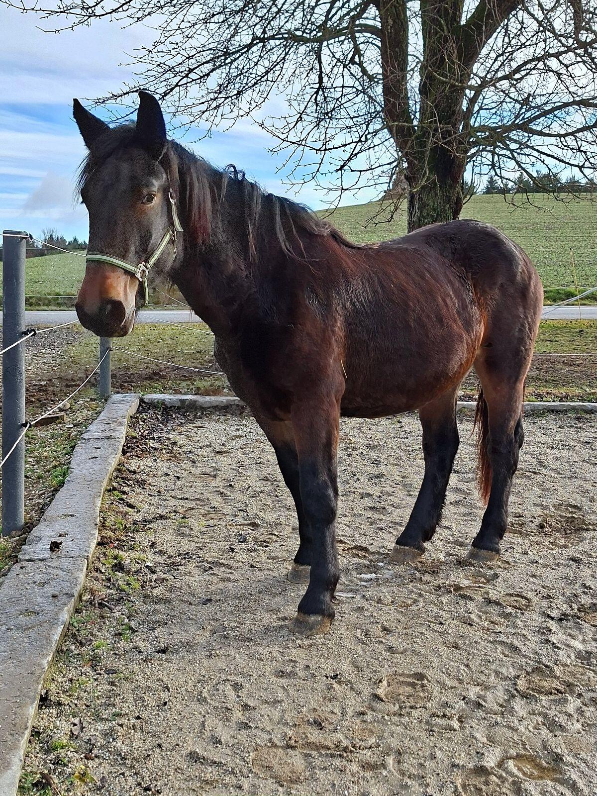 2-jährige Norikerstute 3