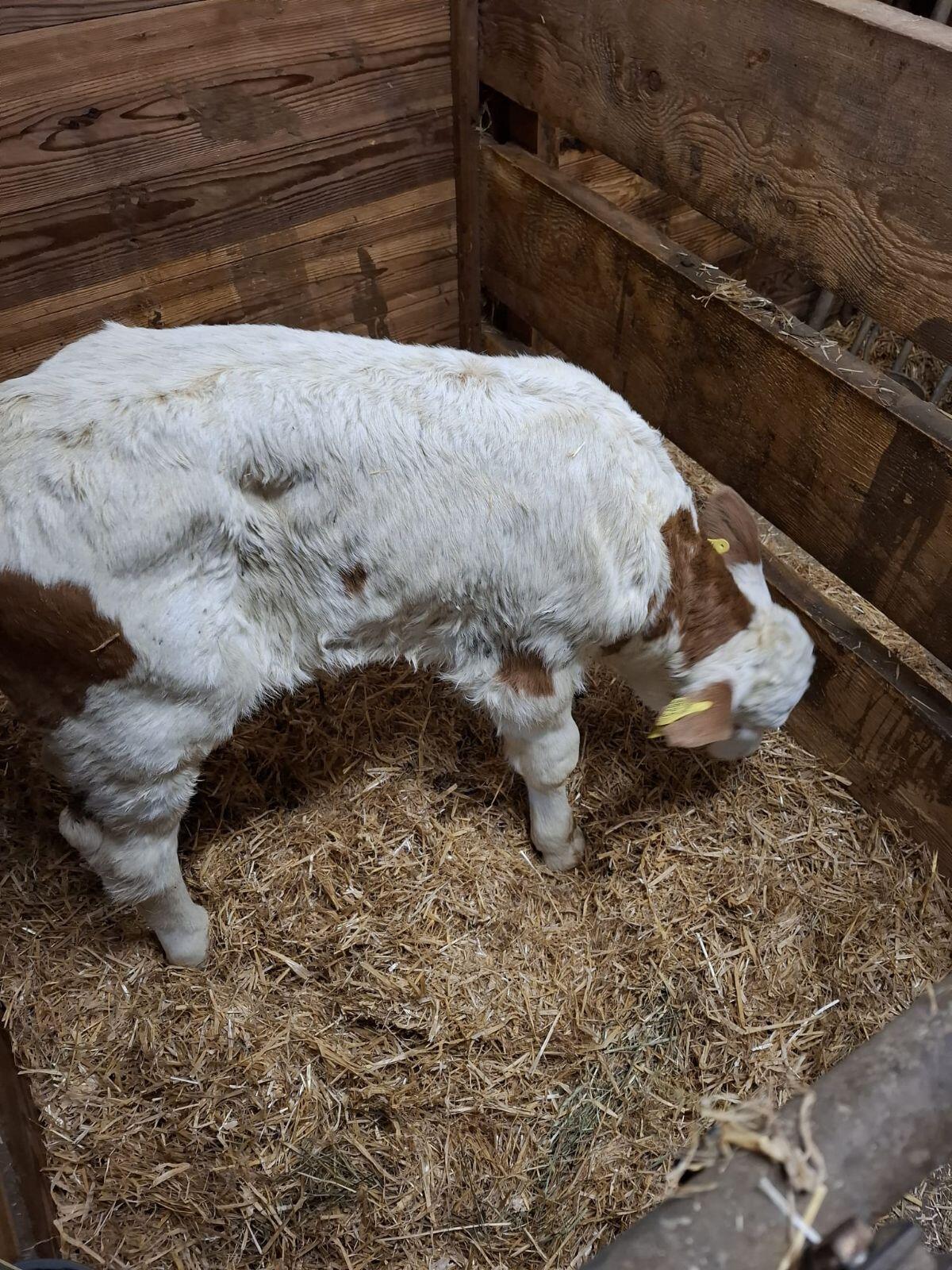 Bio Stierkalb Fleck 2