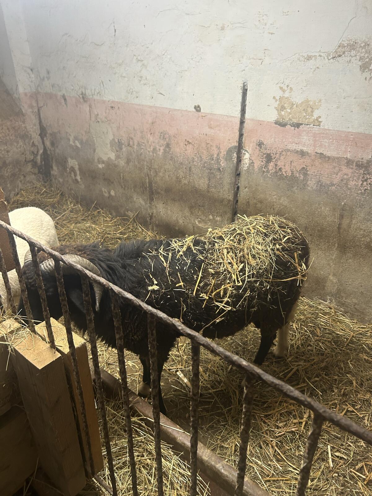 Sehr zutraulicher Schafbock 2