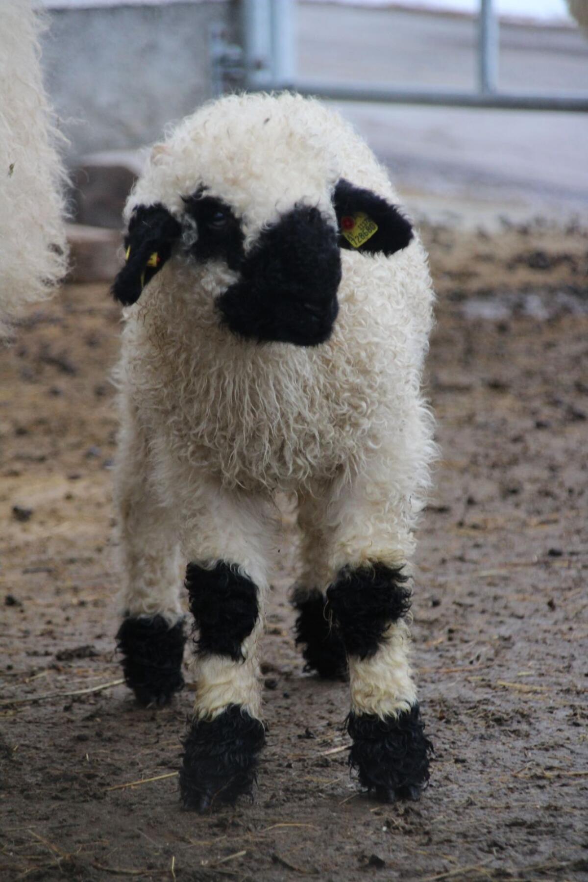 Walliser Schwarznasenaue mit Lamm 3