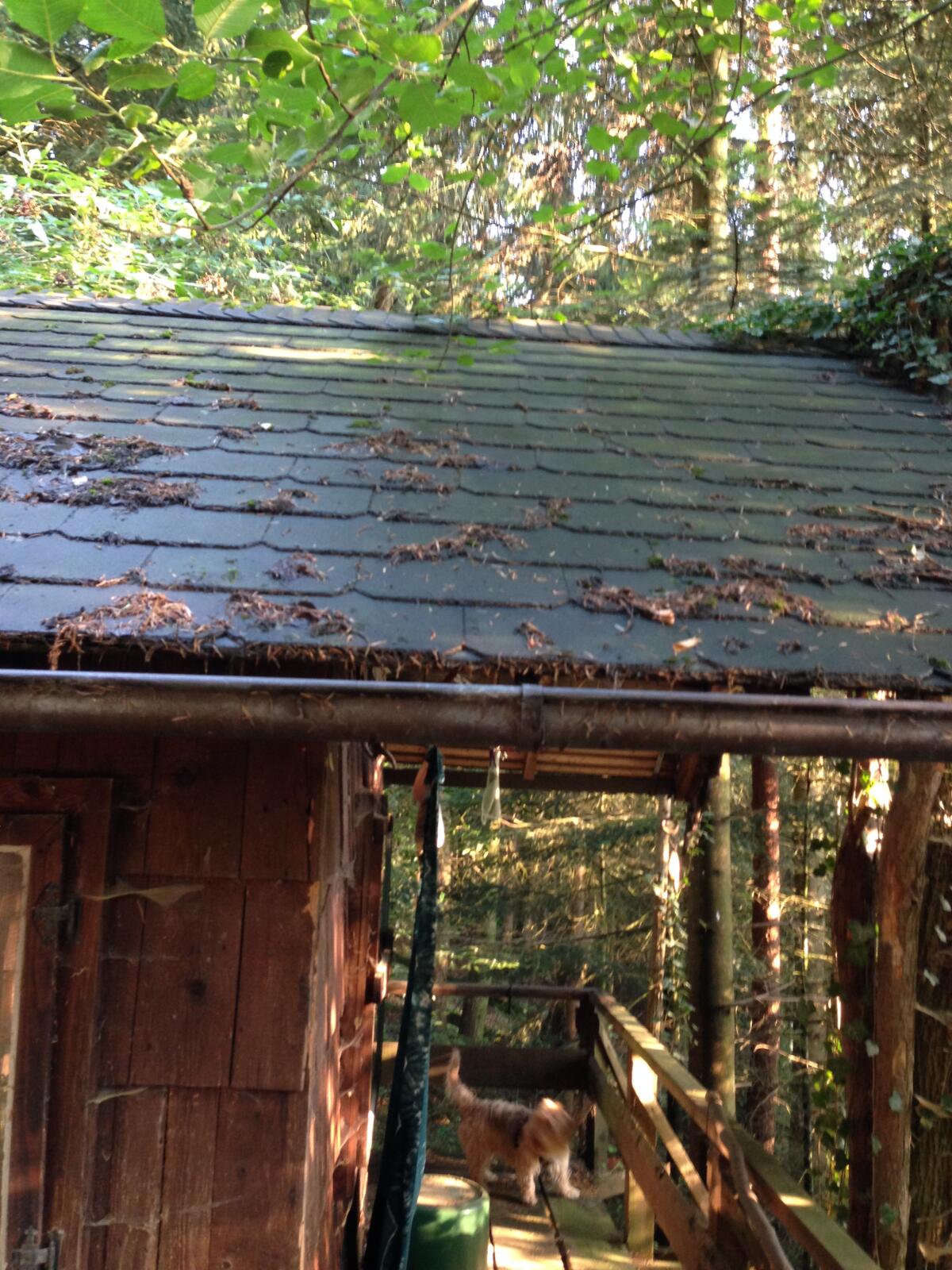 Holzhäuschen am Waldrand 3