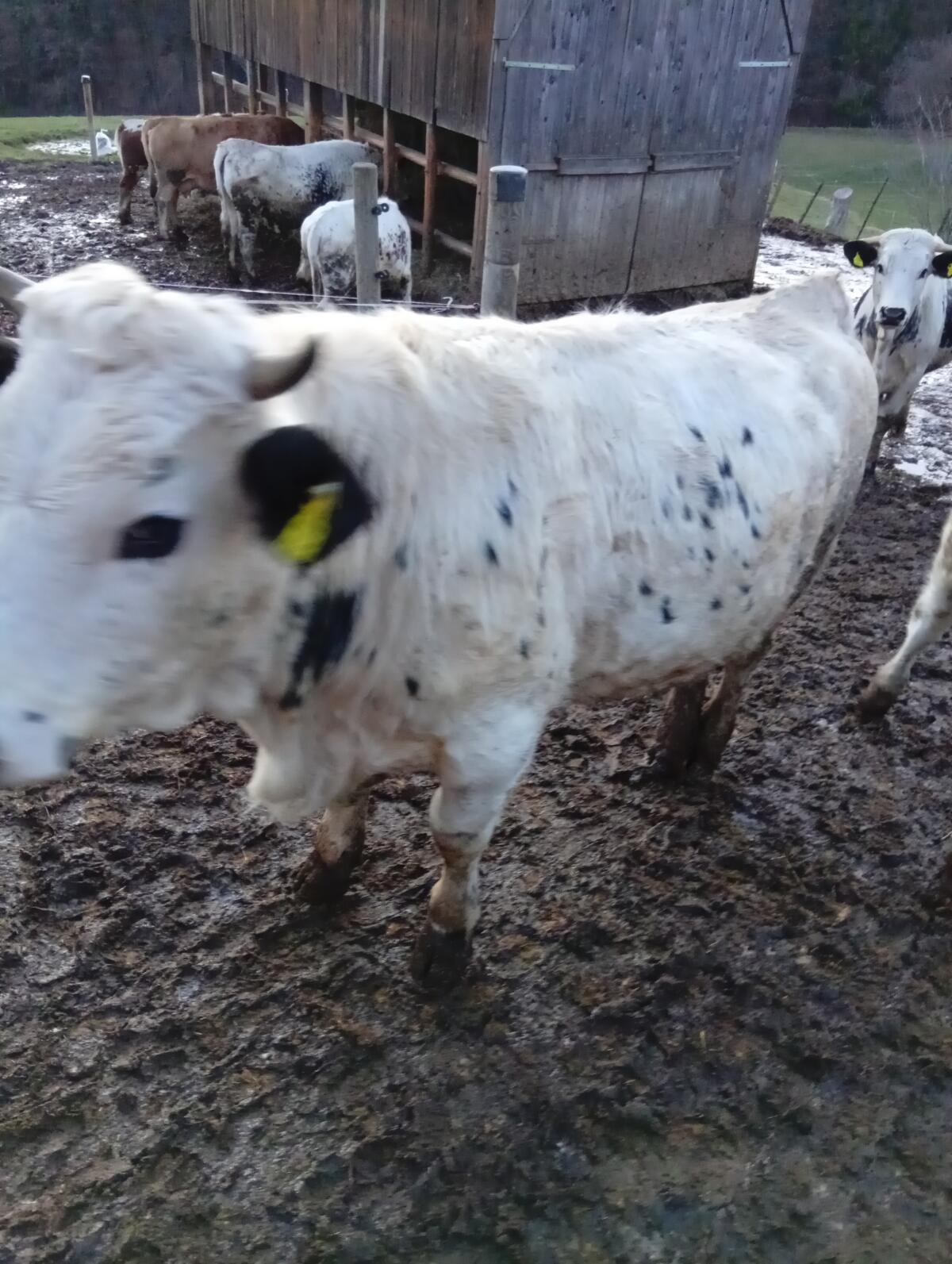 Pustertaler Sprinzen Bio 2