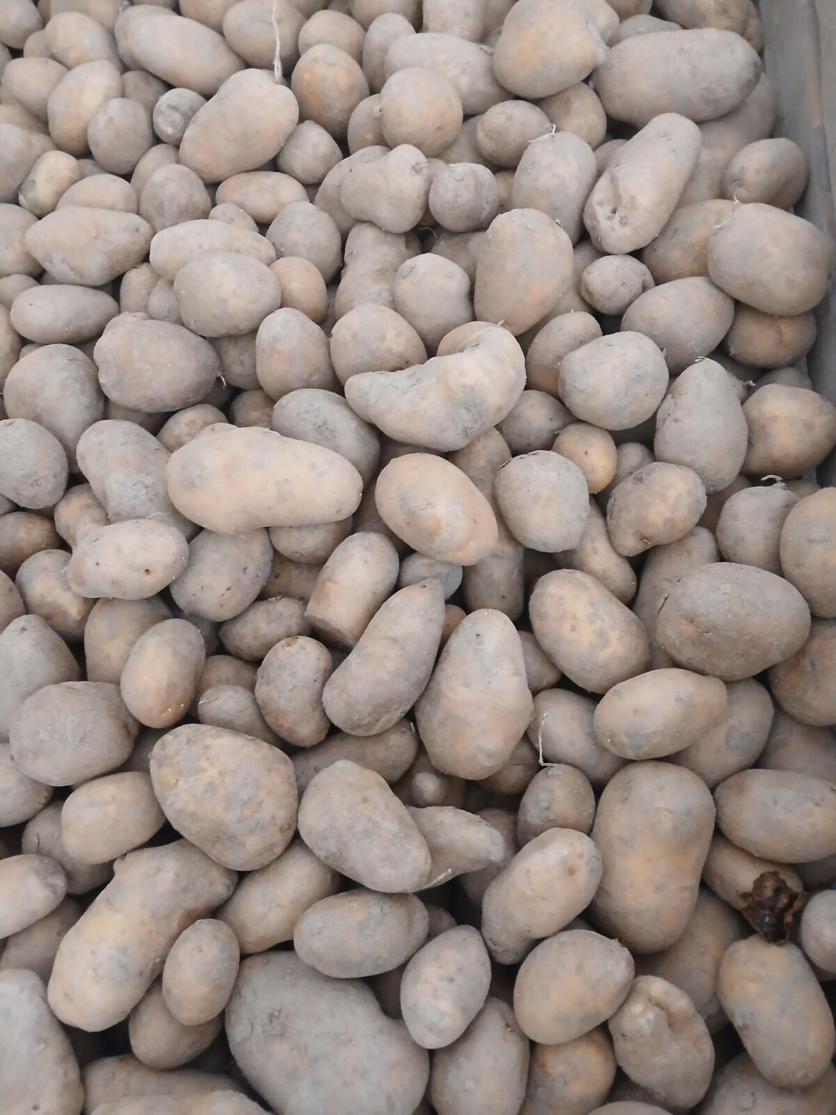 Speisekartoffeln 3