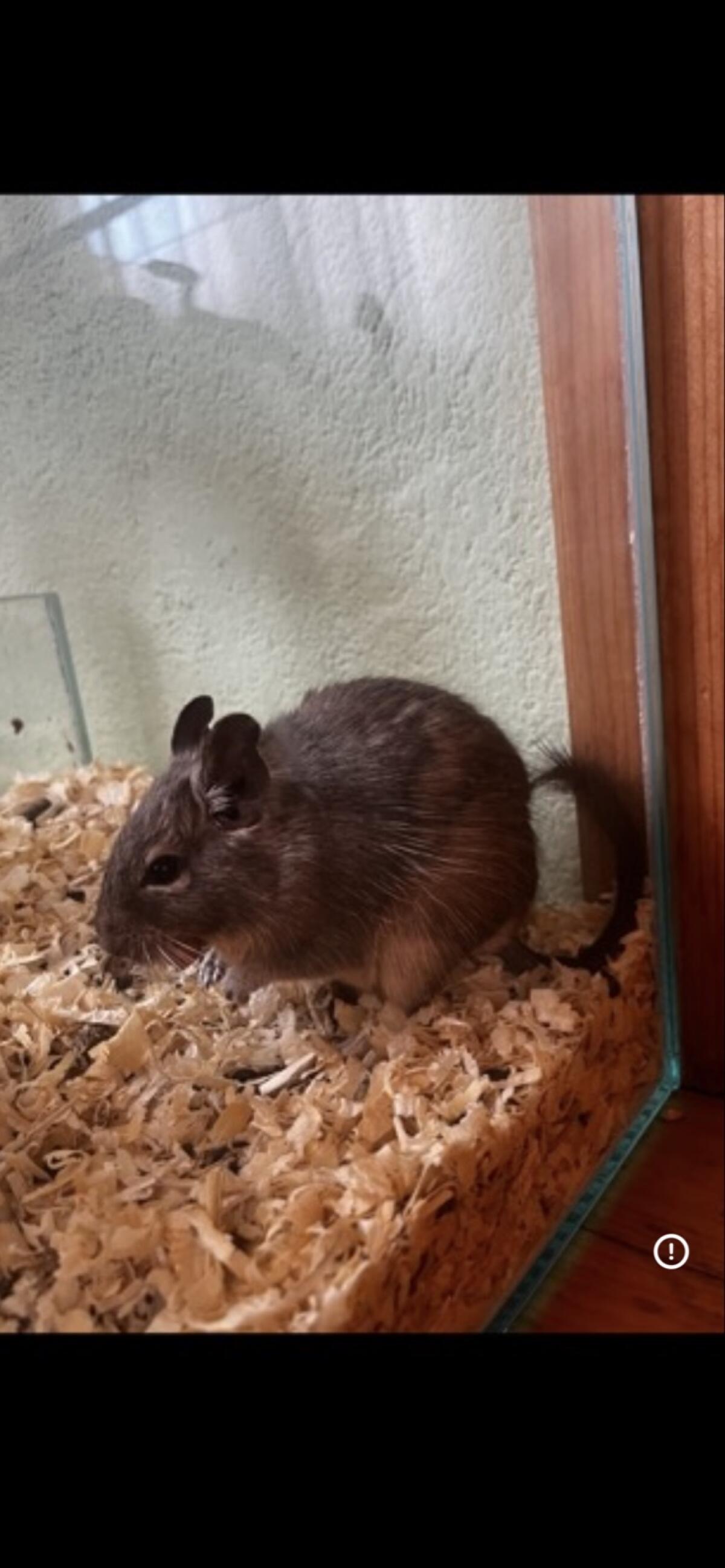 Degus 2