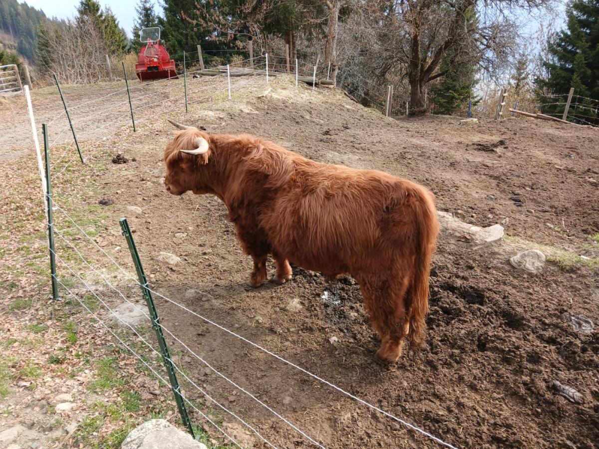 Hochlandrind Stier 2