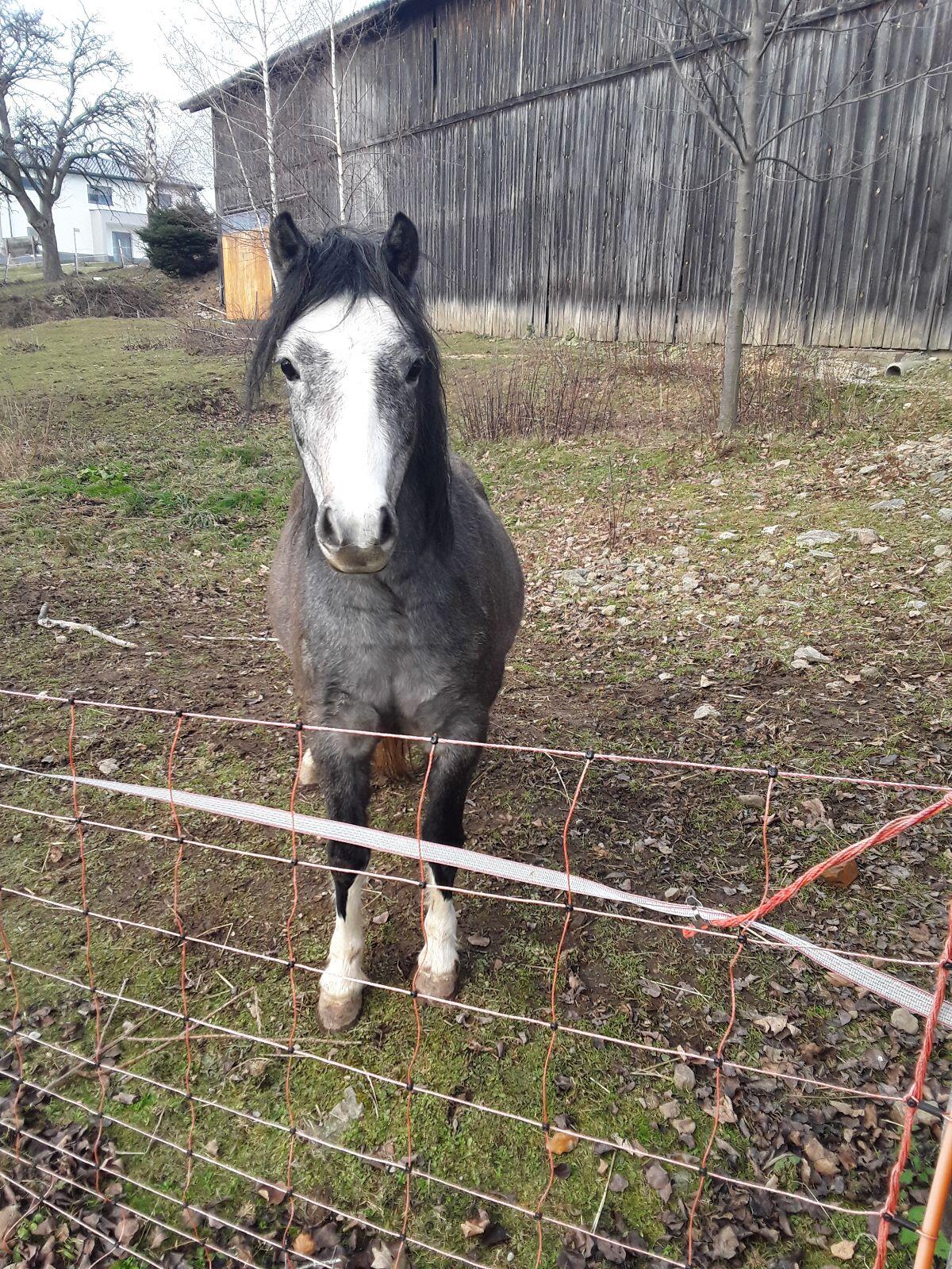 Pferd zu verkaufen! 2