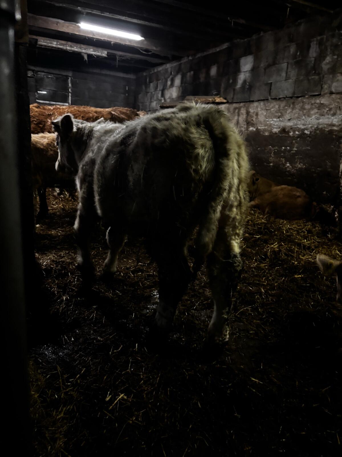 Charolais Jungstier 2