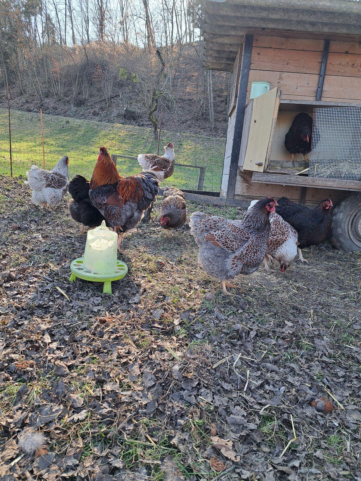 Wyandotten Bruteier 2