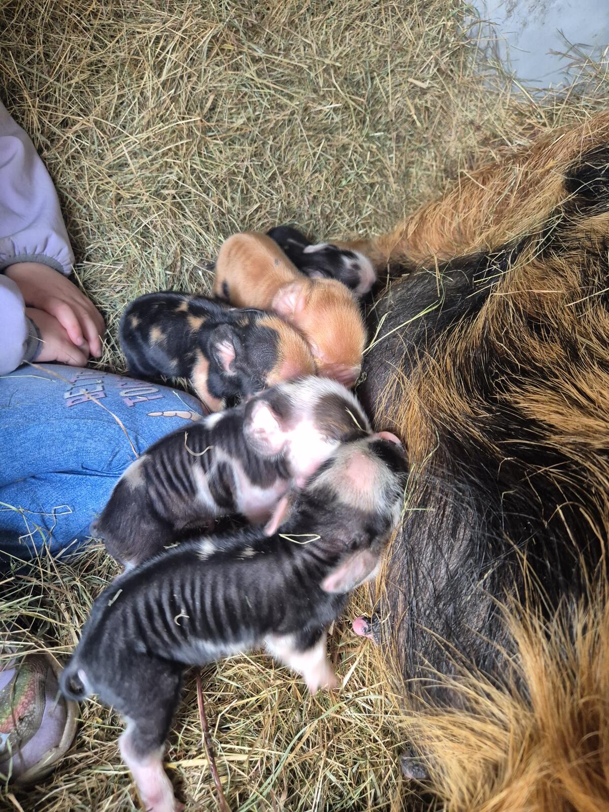 Kunekune Ferkel 2