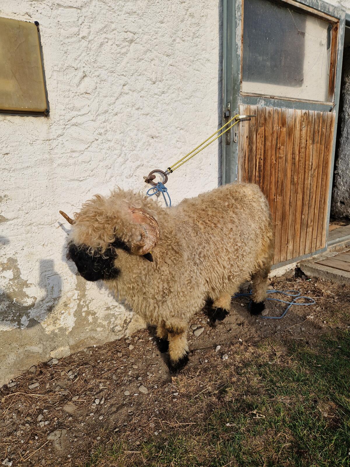 Waliser Schwarznasen Widder 2