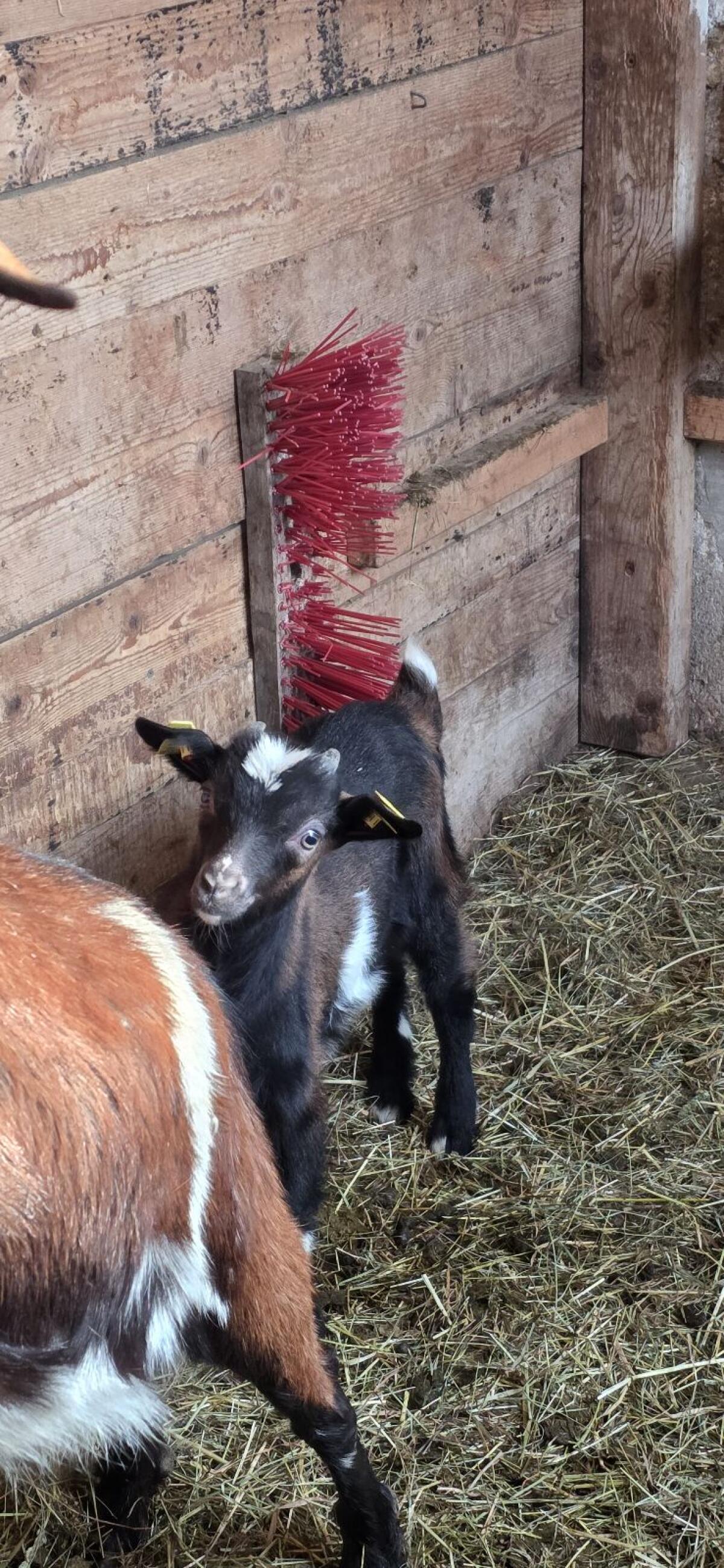 Tauernschecken Bockkitze 2